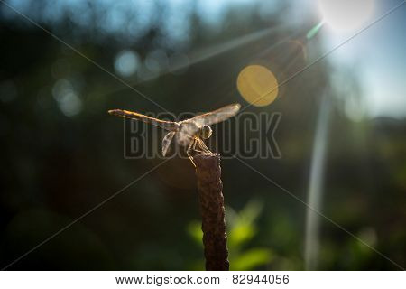 Dragonfly Sitting On Branch At Sunny Day