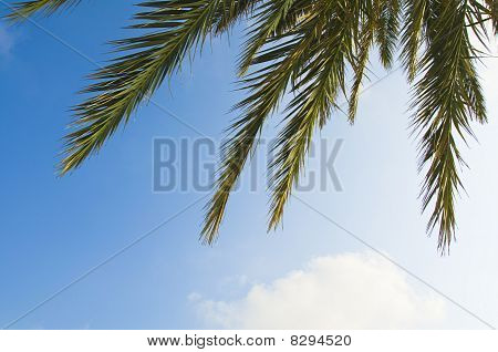 Palm tree blade på blå himmel baggrunden