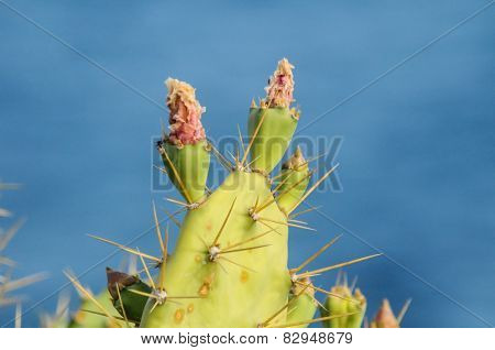 Pricly Pear Wild Green Succulent Cactus