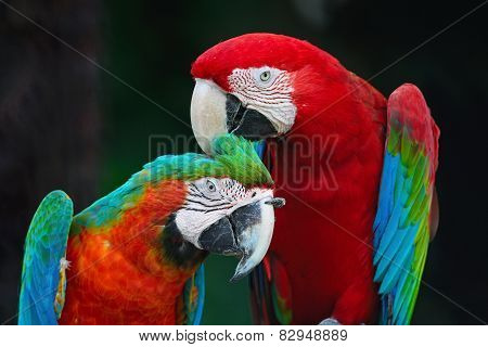 Greenwinged Macaw And Harlequin Macaw
