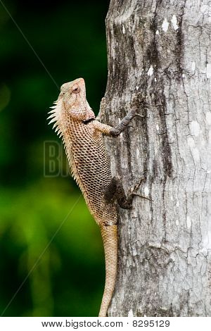 Indiske Iguana