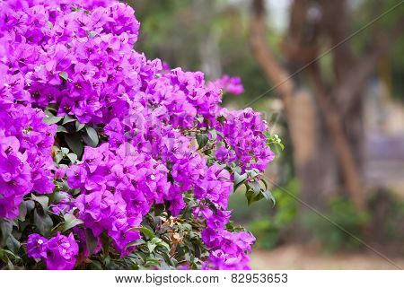 Bougainvillea Flowers Pink On Tree.