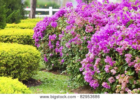 Bougainvillea Flowers Pink On Tree.