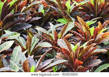 Codiaeum Variegatum