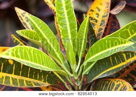 Codiaeum Variegatum