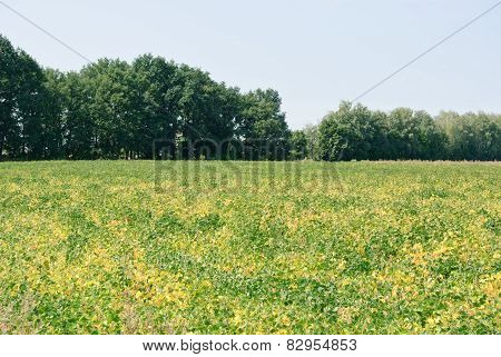 Field Soybeans In Autumn