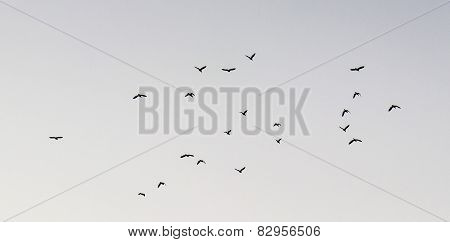 Flight of birds with diversified wing movement