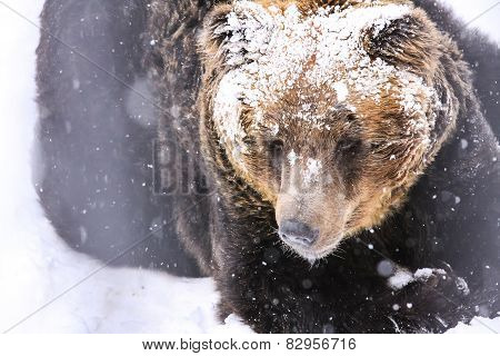 The Snow Brown Bear, Hokkaido, Japan