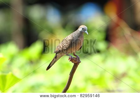 Zebra Dove