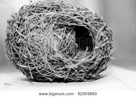 Bird Nest
