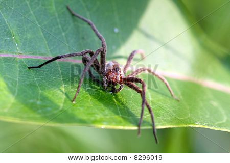 Scuola materna-web Spider