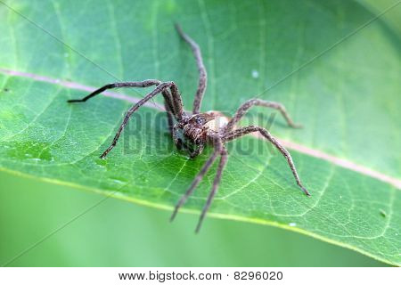 Scuola materna-web Spider - Pisauridae