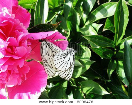 Schmetterling