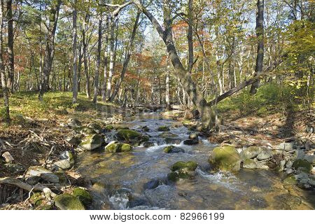 Autumn Woodsy River
