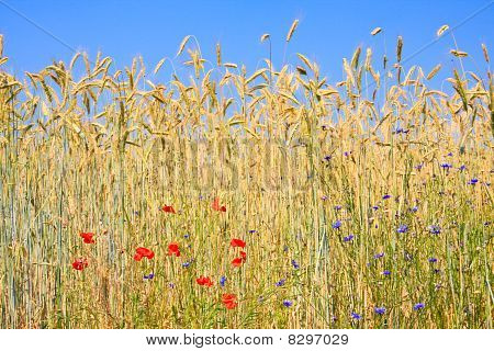 Centeio com flores do campo