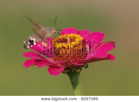 Hummingbird Hawk moth