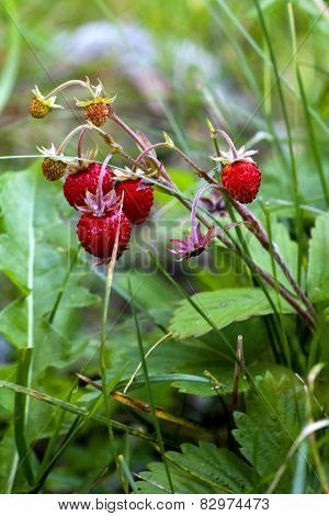 wild strawberries