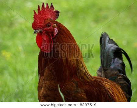 francuski coq