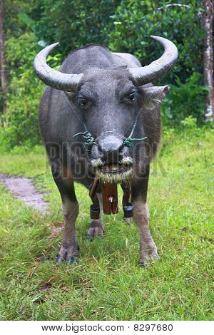 Thai Buffalo