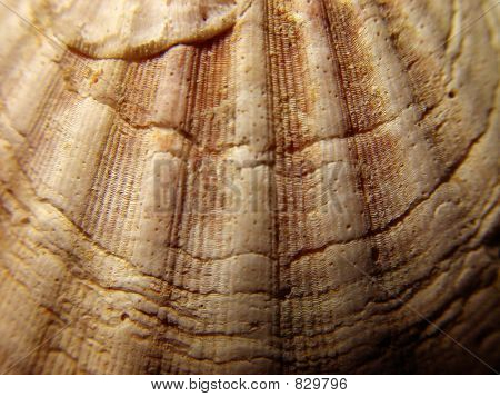 Shell