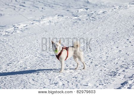 White Dog Playing Tenis Ball In Snow