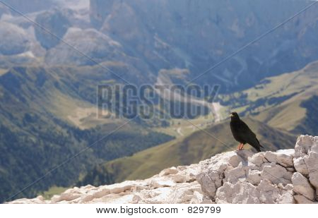 Alpendohle