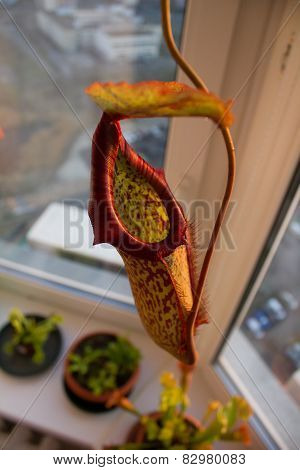 Nepenthes