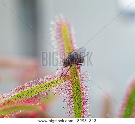 Big Fly Catched By Sundew (drosera) - Close Up