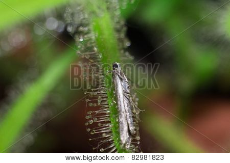 Moth (butterfly) catched by Drosera