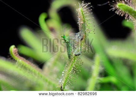 Chrysopidae catched by sundew