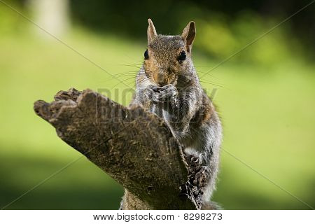 Eating Squirrel