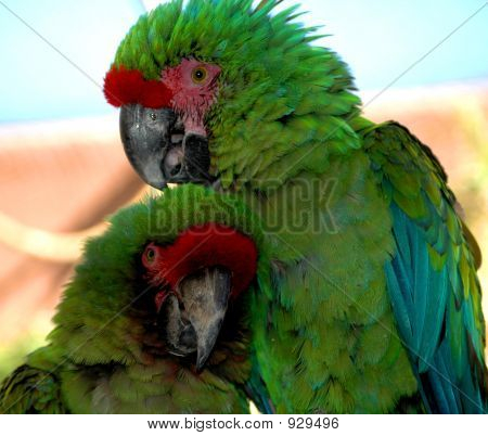 Pássaros do amor