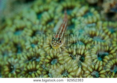 A Small Fish Sits On A Coral Reef In Ningaloo Marine Park, Western Australia
