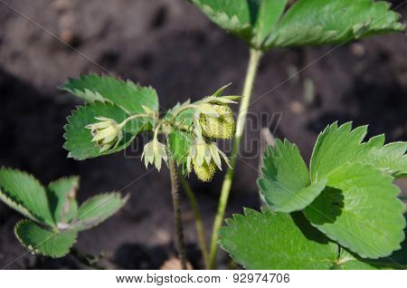 Green Strawberries