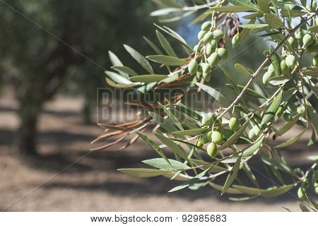Olive Branches