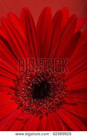 Gerbera Flower Blossom.