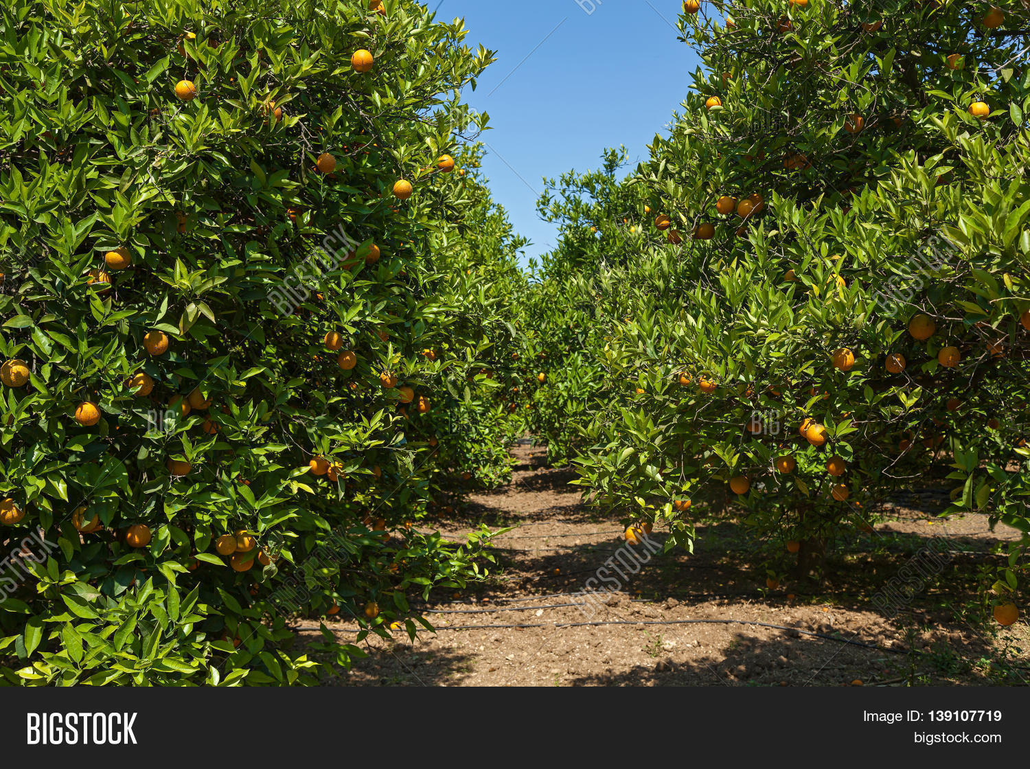 Grove Orange Trees Image & Photo (Free Trial) Bigstock