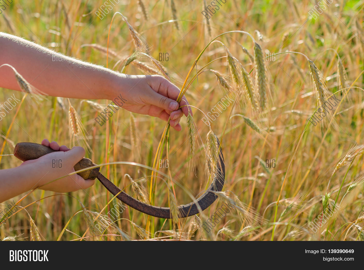 Girl Cuts Sickle Rye. Sickle Hand Image & Photo Bigstock