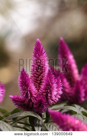 Purple pink flower of Celosia, also known as cockscomb or woolflowers, bloom in Africa, Mexico and even China as a perennial in gardens in summer.