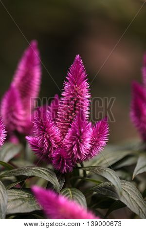 Purple pink flower of Celosia, also known as cockscomb or woolflowers, bloom in Africa, Mexico and even China as a perennial in gardens in summer.