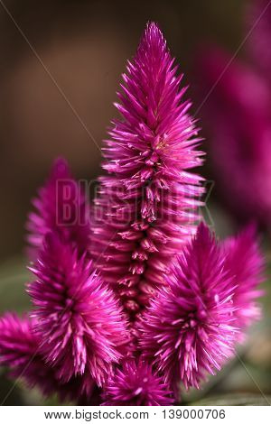 Purple pink flower of Celosia, also known as cockscomb or woolflowers, bloom in Africa, Mexico and even China as a perennial in gardens in summer.