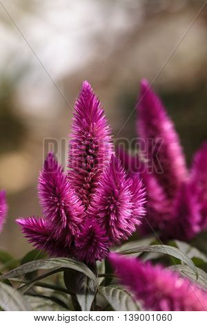 Purple pink flower of Celosia, also known as cockscomb or woolflowers, bloom in Africa, Mexico and even China as a perennial in gardens in summer.