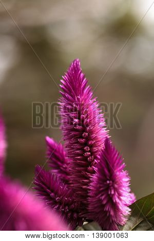 Purple pink flower of Celosia, also known as cockscomb or woolflowers, bloom in Africa, Mexico and even China as a perennial in gardens in summer.