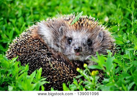 Wild animals present greater group an animal inhabitting steepe and timber regions Altaya