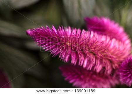 Purple pink flower of Celosia, also known as cockscomb or woolflowers, bloom in Africa, Mexico and even China as a perennial in gardens in summer.