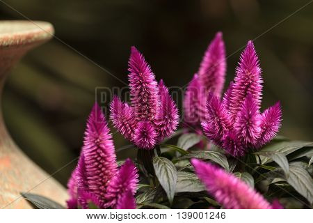 Purple pink flower of Celosia, also known as cockscomb or woolflowers, bloom in Africa, Mexico and even China as a perennial in gardens in summer.