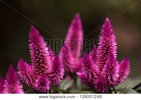 Purple pink flower of Celosia, also known as cockscomb or woolflowers, bloom in Africa, Mexico and even China as a perennial in gardens in summer.