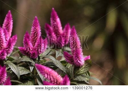 Purple pink flower of Celosia, also known as cockscomb or woolflowers, bloom in Africa, Mexico and even China as a perennial in gardens in summer.