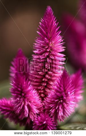 Purple pink flower of Celosia, also known as cockscomb or woolflowers, bloom in Africa, Mexico and even China as a perennial in gardens in summer.