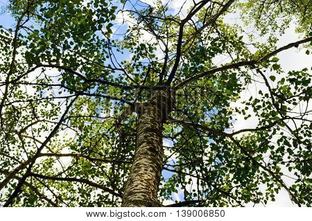High tree with white bark (aspen poplar birch). bottom view